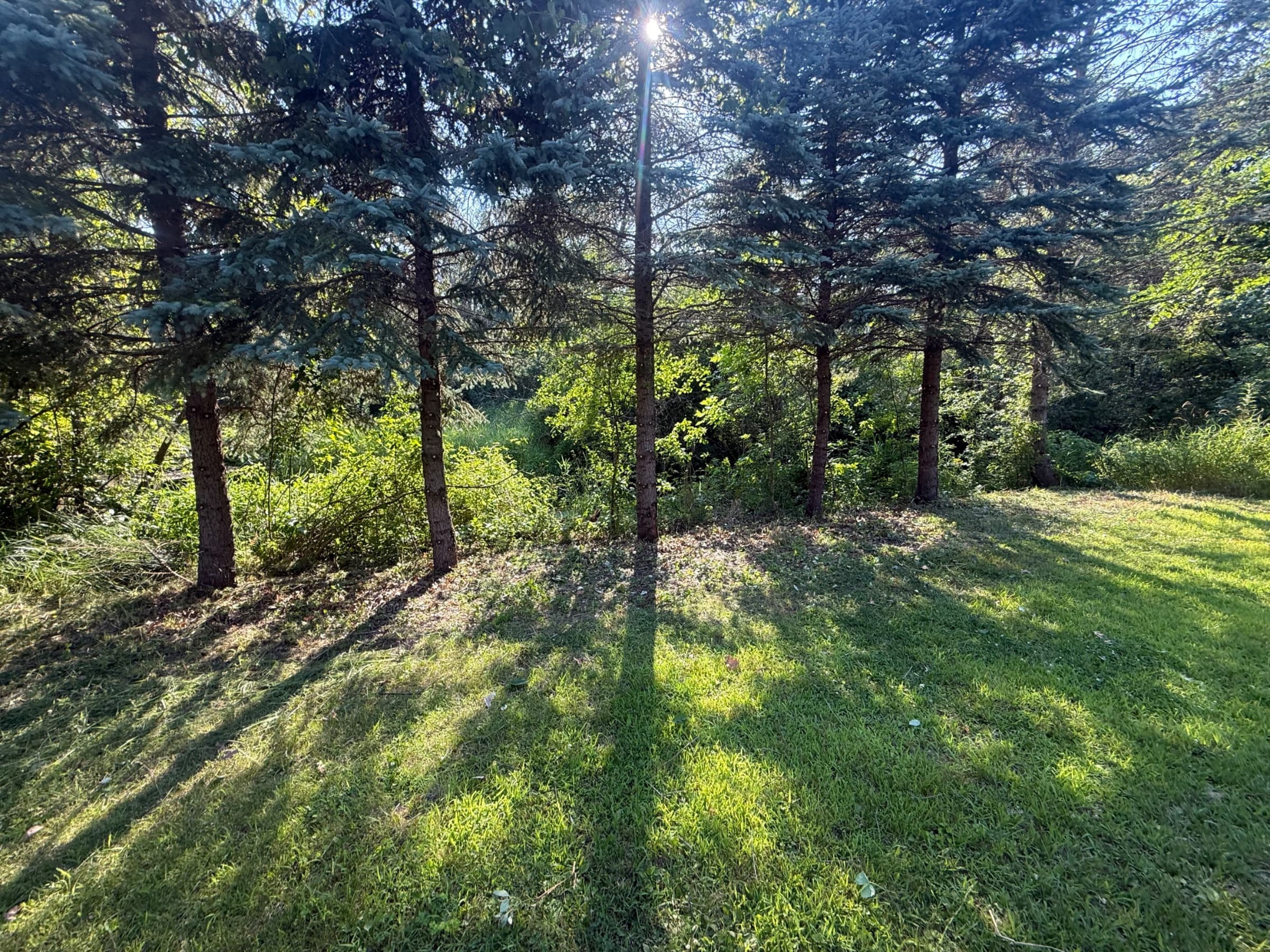 Brush removal by Schreed Outdoor Services